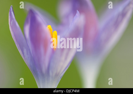 blaue Krokusse, Deutschland Stockfoto