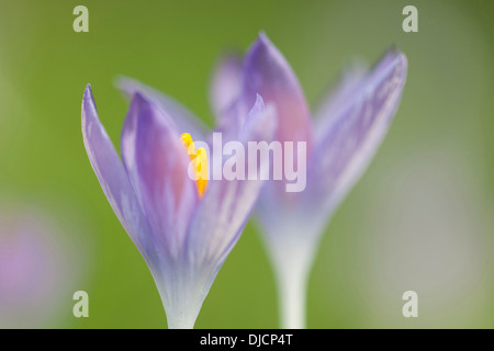 blaue Krokusse, Deutschland Stockfoto