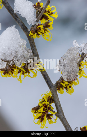 Witch-Hazel, hamamelis Stockfoto