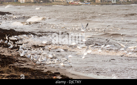 Schwarze Spitze Möwen Fedding auf Algen fliegt, die aus den Algen auf der Strand-Linie bei Flut, bei Boulmer, Northumberland, UK geleert werden. Stockfoto