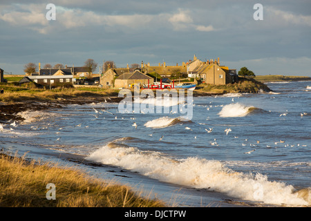 Schwarze Spitze Möwen Fedding auf Algen fliegt, die aus den Algen auf der Strand-Linie bei Flut, bei Boulmer, Northumberland, UK geleert werden. Stockfoto