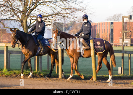 Pferde im Galopp in Newmarket Stockfoto