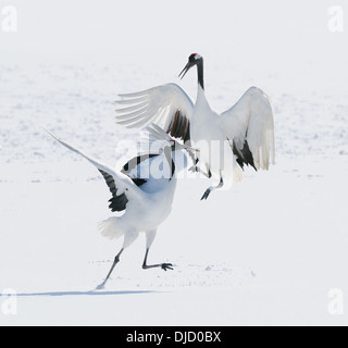 Japanische aka Rot gekrönter Krane auf einem schneebedeckten Feld in der Nähe von Akan auf Hokkaido, Japan Stockfoto