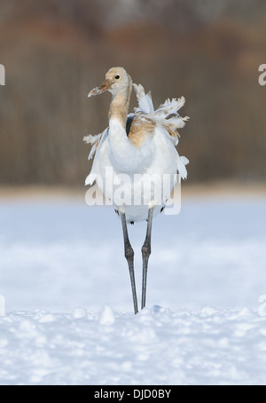 Japanische aka Rot gekrönter Krane auf einem schneebedeckten Feld in der Nähe von Akan auf Hokkaido, Japan Stockfoto