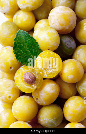 Mirabellen (Prunus Domestica Subspecies Syriaca), Studioaufnahme Stockfoto