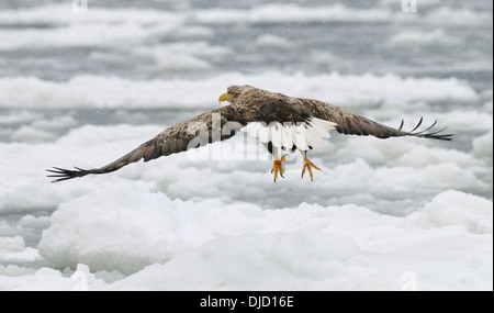 Rückansicht auf einen Seeadler (Haliaeetus Horste) über dem driften/schwimmende Eis am Ochotskischen Meer. Stockfoto