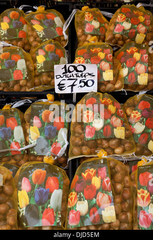Tulpenzwiebeln für Verkauf auf dem schwimmenden Blumenmarkt in Amsterdam, Niederlande Stockfoto