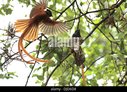 Afrikanische Paradise Flycatcher Terpsiphone Viridis Nest Stockfoto