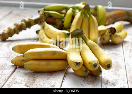 Bananenstaude (Musa Paradisiaca) auf weißer Holztisch, Studio gedreht Stockfoto