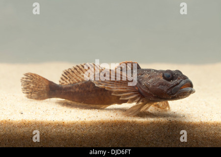 Cottus Perifretum Fisch auf sand Stockfoto