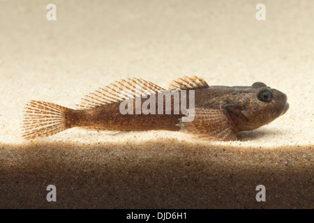 Cottus Perifretum Fisch auf sand Stockfoto