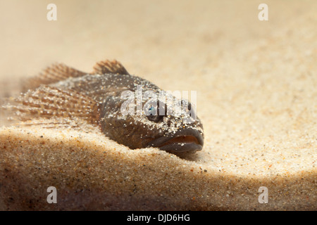 Cottus Perifretum Fisch auf sand Stockfoto