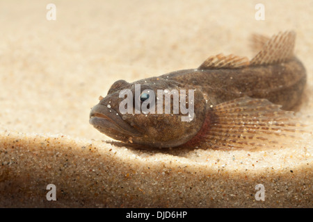 Cottus Perifretum Fisch auf sand Stockfoto