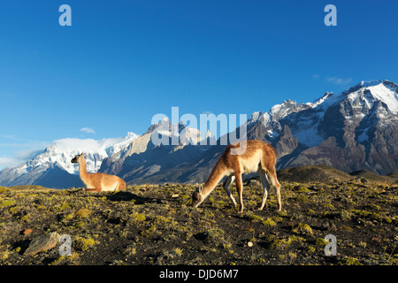 Zwei Guanakos (Lama Guanicoe) stehen am Hang mit Torres del Paine Bergen im Hintergrund. Patagonia.Chile Stockfoto