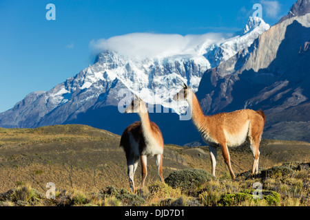 Zwei Guanakos (Lama Guanicoe) stehen am Hang mit Torres del Paine Bergen im Hintergrund. Patagonia.Chile Stockfoto