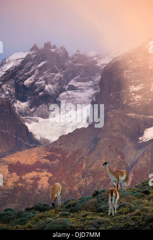 Kleine Gruppe von Guanako (Lama Guanicoe) Beweidung mit Torres del Paine Bergen im Hintergrund. Patagonia.Chile Stockfoto