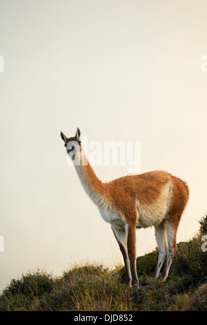 Guanako (Lama Guanicoe) stehen auf dem Hügel unter dem Nebel. Patagonia.Chile Stockfoto