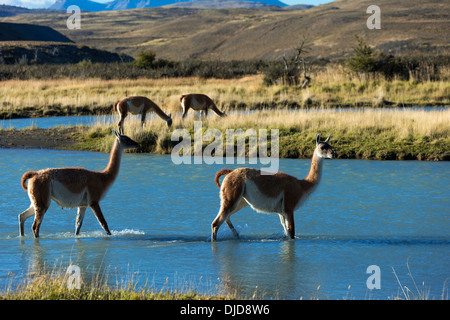 Zwei Guanakos (Lama Guanicoe) Überquerung eines Flusses in Torres del Paine National Park.Patagonia.Chile Stockfoto