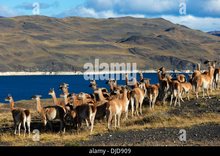 Kleine Herde von Guanakos (Lama Guanicoe) im Torres del Paine National Park.Patagonia.Chile Stockfoto