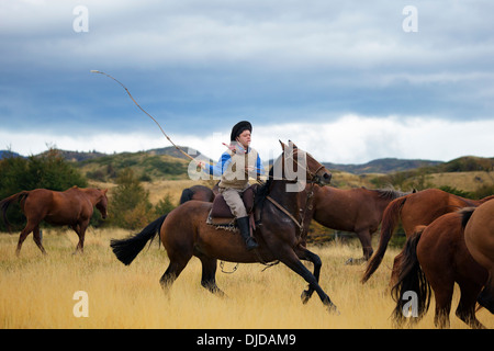 Gaucho auf seinem Pferd Wildpferde aufrunden. Patagonia.Chile Stockfoto