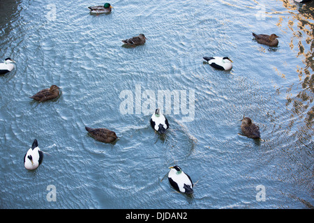 Gemeinsamen Eiderente (Somateria Mollissima) im Tölt, Northumberland, UK. Stockfoto