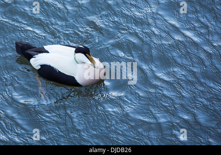 Eine männliche gemeinsame Eiderente (Somateria Mollissima) im Tölt, Northumberland, UK. Stockfoto