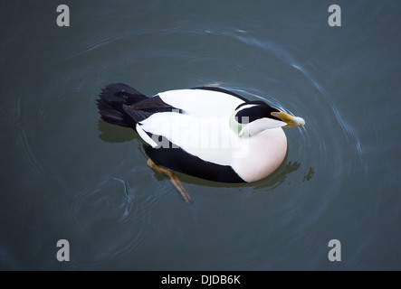 Eine männliche gemeinsame Eiderente (Somateria Mollissima) im Tölt, Northumberland, UK. Stockfoto