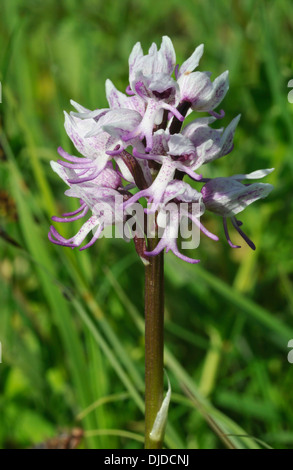 Affe Orchidee - Orchis Simia seltene britischen Orchidee Stockfoto