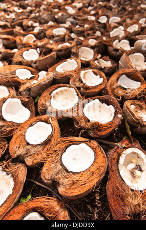 Split Kokosnüsse, Kopra zu trocknen, sind einige der jüngsten Niederschläge voll. Ausserhalb des Dorfes auf Namuka-ich-Lau, Laus-Inseln, Fidschi-Inseln. Stockfoto