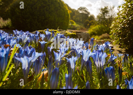 Im Herbst blühenden Enzianen in Holehird Gärten, Windermere, Lake District, Cumbria, UK. Stockfoto