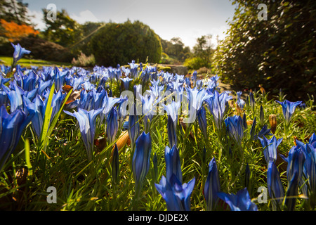 Im Herbst blühenden Enzianen in Holehird Gärten, Windermere, Lake District, Cumbria, UK. Stockfoto