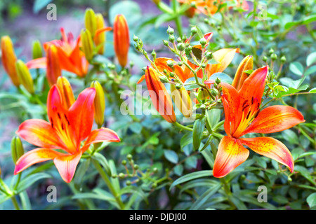 Orange Lilien blühen auf einem Bett aus Blumen Stockfoto