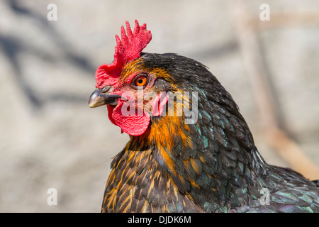 Hausgeflügel (Gallus Domesticus), portrait Stockfoto