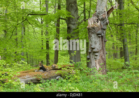 Toten Rotbuche oder Buche (Fagus Sylvatica) mit wahren Zunder Polypore Pilze (Zündstoff Fomentarius), Nationalpark Hainich Stockfoto