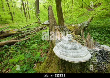 Wahre Tinder Polypore Pilz (Zündstoff Fomentarius) an den Stamm eines Toten und gefallenen Rotbuche oder europäische Buche Stockfoto