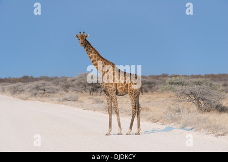 Giraffe (Giraffa Camelopardis) eine Straße überqueren, Etosha Nationalpark, Namibia Stockfoto