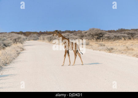 Giraffe (Giraffa Camelopardis), Kalb, eine Straße überqueren, Etosha Nationalpark, Namibia Stockfoto