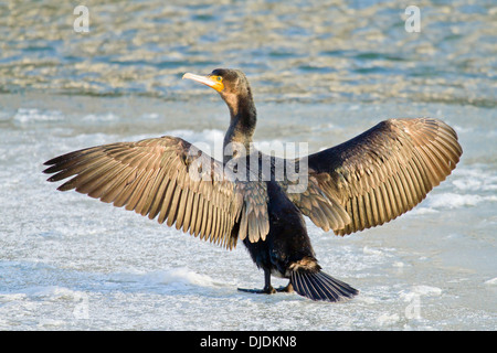 Kormoran (Phalacrocorax Carbo) stehend mit ausgebreiteten Flügeln auf Eis, Nordhessen, Hessen, Deutschland Stockfoto