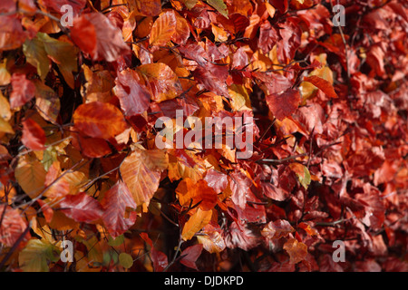 Goldene Farben rot und orange Sicherungsbeziehung europäische Buche im Herbst. Stockfoto