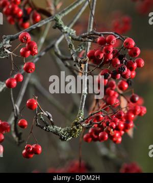 Vogelbeeren, aus der Eberesche, aka der Eberesche, Sorbus aucuparia Stockfoto