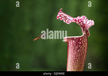 Gemeinsamen gebändert Hoverfly (Syrphus Ribesii) Hoving an eine Schlauchpflanze (Sarracenia Hybride), Erfurt, Thüringen, Deutschland Stockfoto