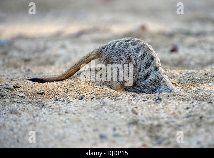 Erdmännchen (Suricata Suricatta), Graben jung, ursprünglich aus Afrika, Gefangenschaft, Baden-Württemberg, Deutschland Stockfoto