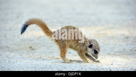 Erdmännchen (Suricata Suricatta), jung, ursprünglich aus Afrika, Gefangenschaft, Baden-Württemberg, Deutschland Stockfoto