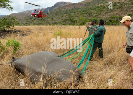 (Diceros Bicornis) vorbereitet für Luftbrücke mit dem Hubschrauber. Ithala-Wildreservat. Südafrika Stockfoto