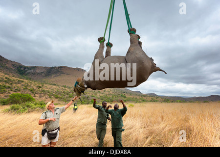 Spitzmaulnashorn (Diceros Bicornis) vorbereitet für Luftbrücke mit dem Hubschrauber. Ithala-Wildreservat. Südafrika Stockfoto