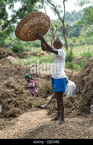 Indischer Mann trennt die Spreu vom Erdnüsse ernten.  Andhra Pradesh, Indien Stockfoto