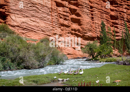 Gänse auf den Fluss und die seltsamen Felsformationen Stockfoto