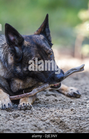 Deutscher Schäferhund vertikal, Nahaufnahme, Porträt, im Freien. Kauen auf einem Stick. Stockfoto