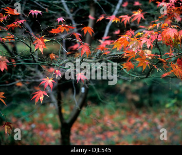 Die letzten Blätter im Herbst an einem Ahornbaum in einem Waldgarten auf dem Land der Forestry Commission in der Nähe von Llanfachreth, in der Nähe Ortszentrum, Wales. Stockfoto