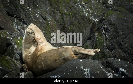 Kegelrobben markante Pose auf Felsen auf den Farne Islands, Northumberland, England. Stockfoto